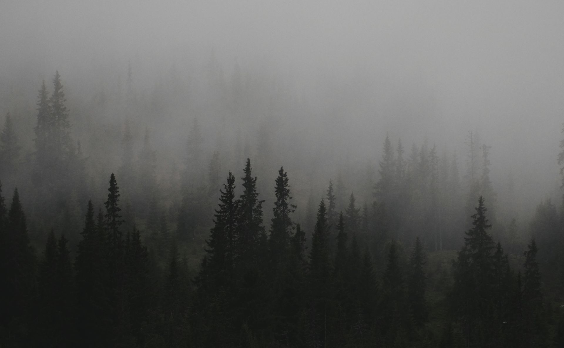 black and white palm forrest (1920 x 1184 px)