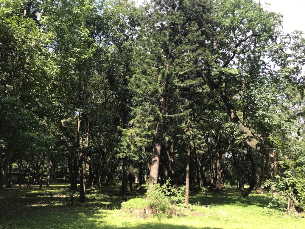 Bhandardara_Forest 